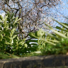 Tree Blossom