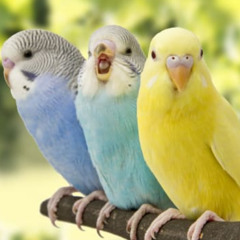 TWEET: how can i tweet when it's named X? *CHIRP*