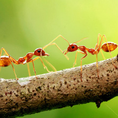 Insect Choir