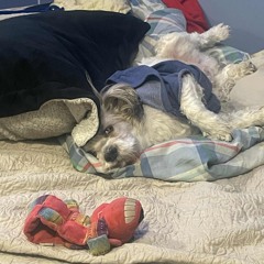 ROK TYLEE-KILLSHOT PUNCH IN