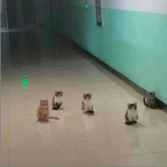 gangster cats in the fuckin hallway (beat)