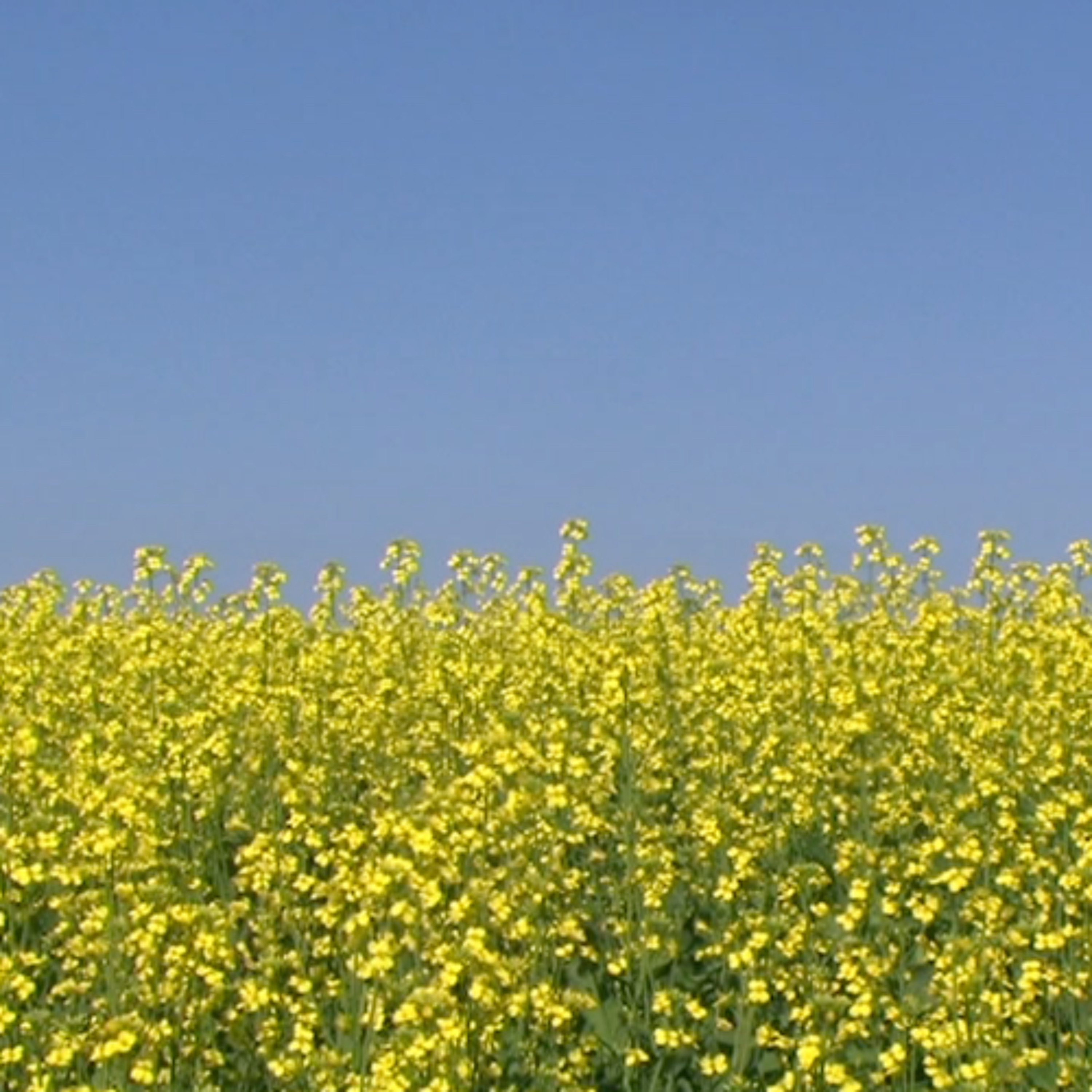 Southern Alberta Farm Weather Year-End Part 2 episode artwork