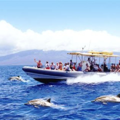 Review Special Price Maui Snorkeling Boat Tour To Turtle Town Aboard Quicksilver