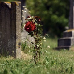 Pushing Up Roses