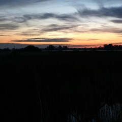 Wetland before Sunrise