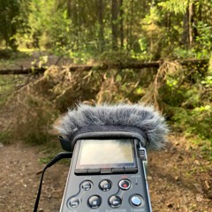 Birds In The Forest Near The Shchuchye Lake Sony PCM M10