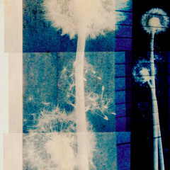 Pick a Piper - Dissonant Hearts [Halocline Trance]