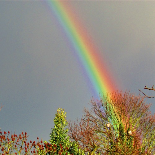 Covenant of the rainbow.