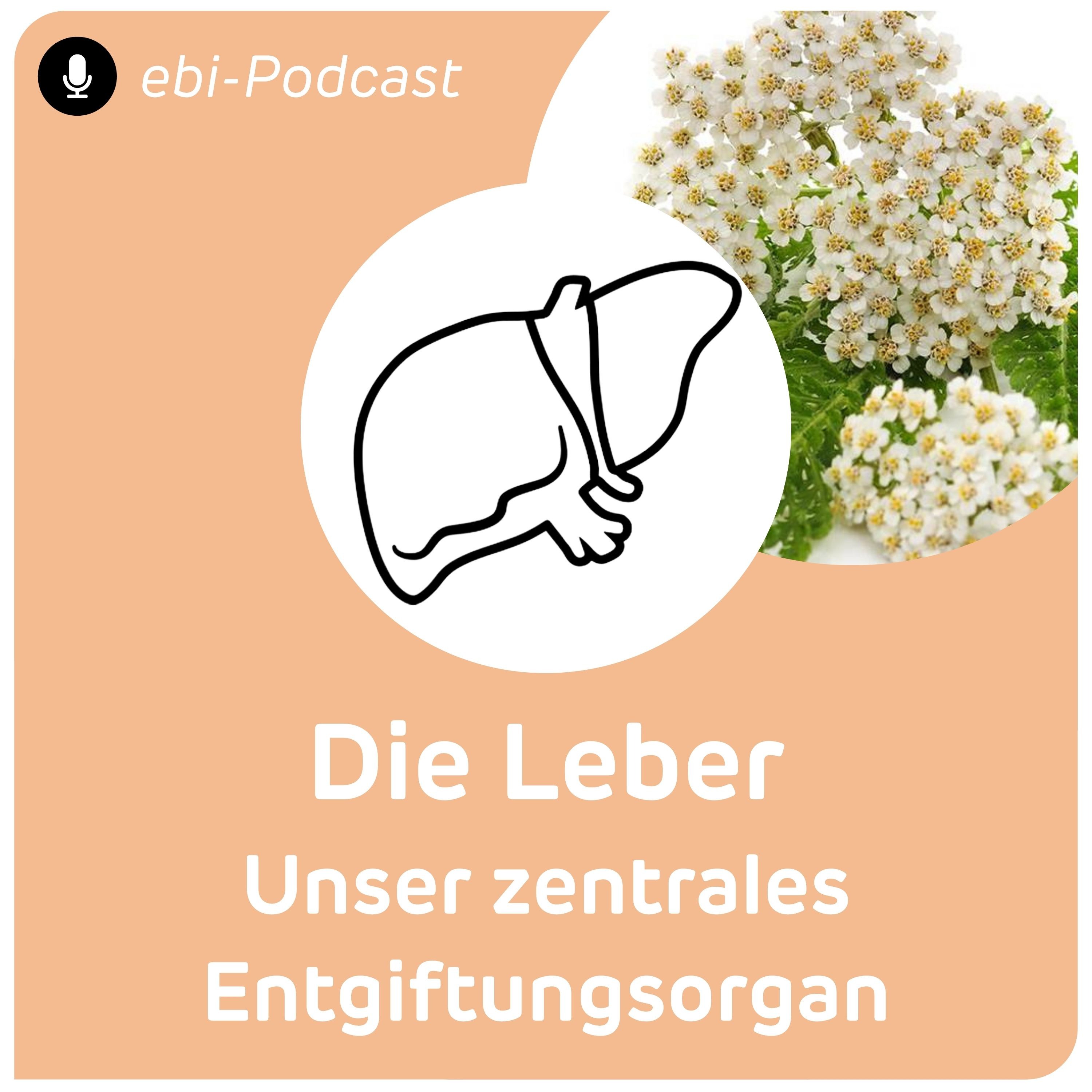 Die Leber - unser zentrales Entgiftungsorgan episode artwork