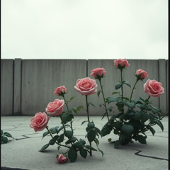 POSTCODE ROSES