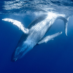 2025 Song of the Humpback Whale, Recorded Live Underwater in French Polynesia