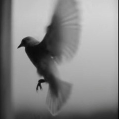 trying break from the cage