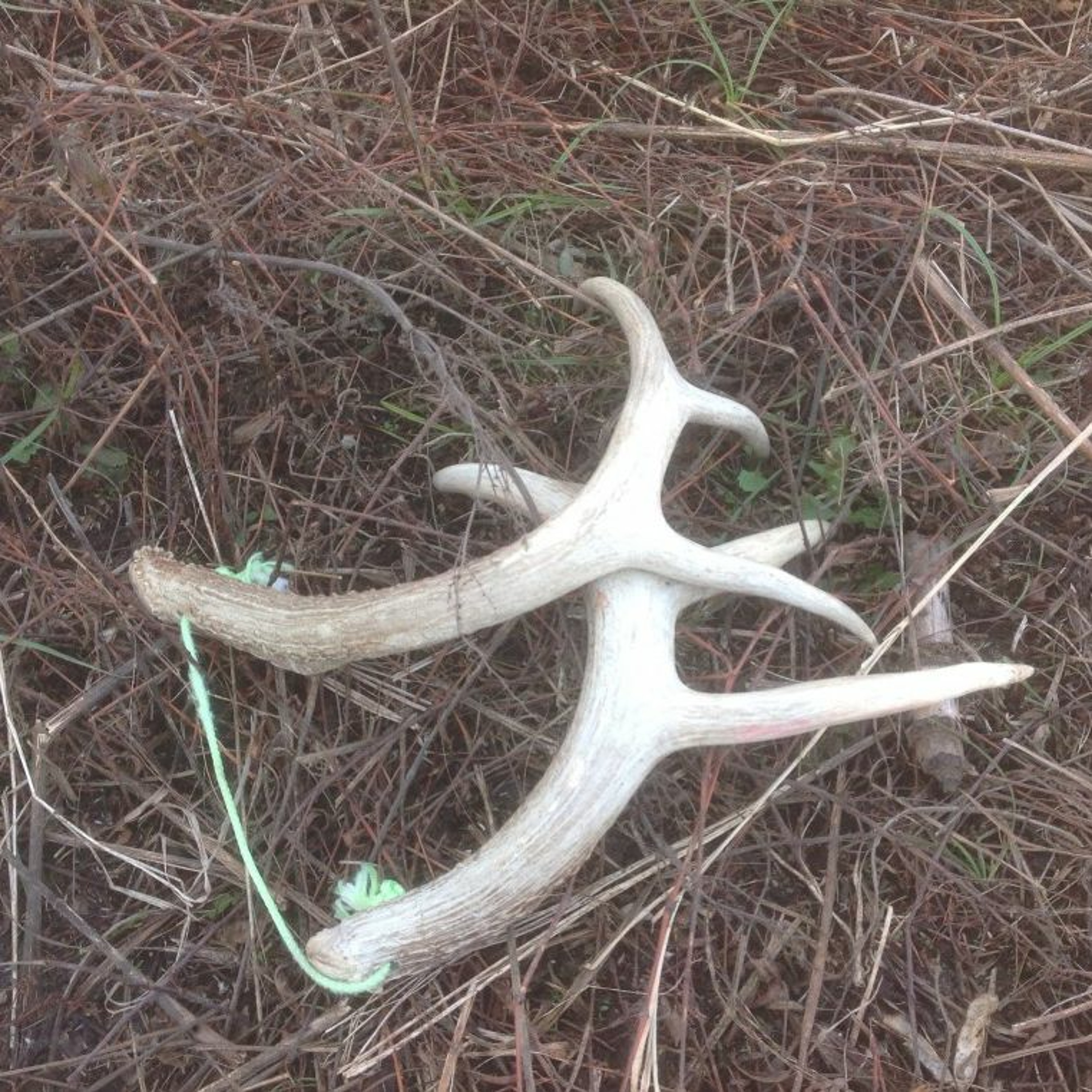 Calling Deer & Wedding Advice