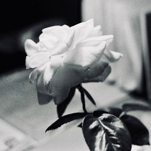 I Just Can't Stop written by Brian Redden (AI Cover)