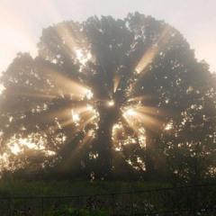 tardes ensolaradas de um dia de janeiro