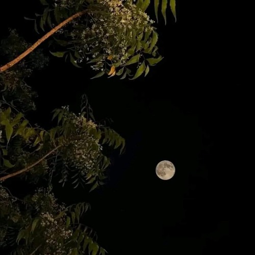 أواخر سورة الملك | محمود القرشلي