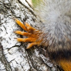 Orava Varbavahe