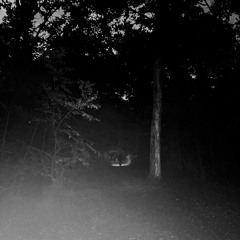 night in the forest (june '25 progressive electro rave mix) - kink, occibel, priori