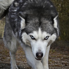 ZE ARNIS - Vilkumeitas gaitas / Wolfdaughter Courses