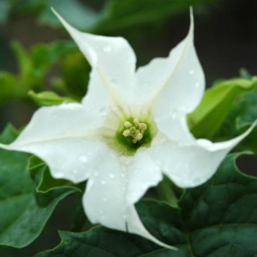 datura (prod. by meep)