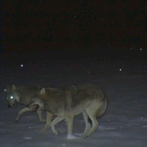 there is still snow on the roof, and she is not here