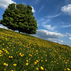 Spring Companion 2