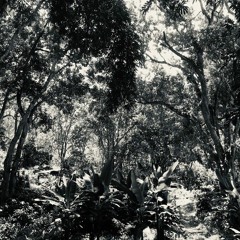 Rien à voir ! 2020 "Hypnose batracienne colombienne", par Stéphane Marin