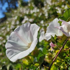 Mouth full of Cinnamon - Boonie Central (Prod. Eric Godlow)