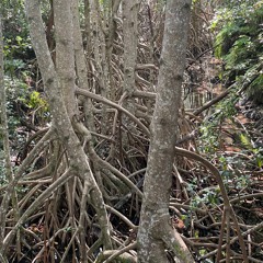 Mangrove Song
