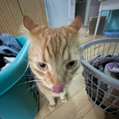 Ice Spice - Think U The Shit (Fart) [Gemstown UKG Flip] [FREE DL]