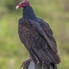 Mgskino x vulture world