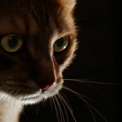 It's The Fucking Catalina Wine Mixer