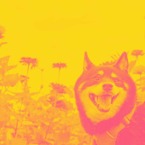 Elegant Ambience for Relaxing Doggy Anthems
