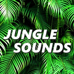 Beautiful Jungle Sounds