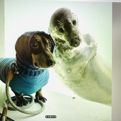 Not The Flight of the Bumblebee