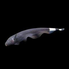 DATH INKER - 'THE RISE OF GHOST DOG'