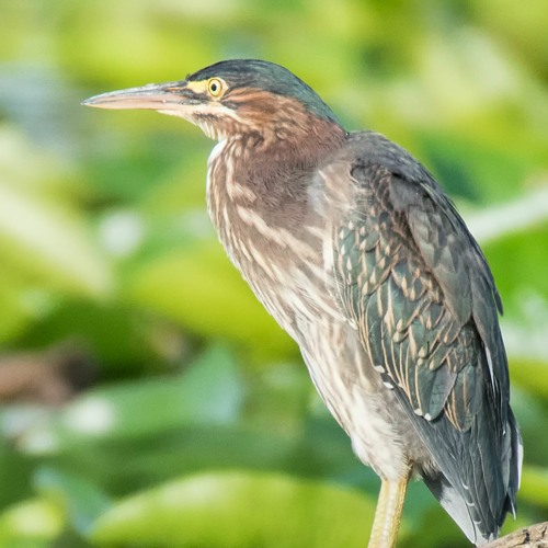 Green Herons and Other Adventures -S5 E9
