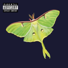 Luna Moth