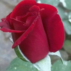 اکبر_شاه_نیکزاد_نوی_سندره(256kbps)