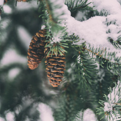 DECEMBER 24