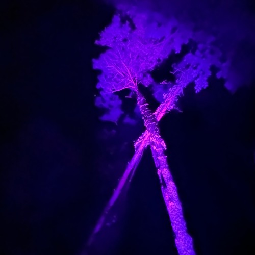Diane's Hunting Club (2024.07.04) - Sean Jacobi (Live Set)