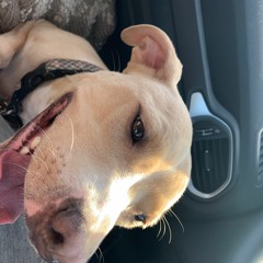 1000 Years (The Gaslight Anthem Cover)