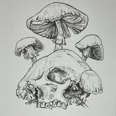 amanita phalloides (dnb)