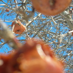 Run (the Single sans lead guitar)