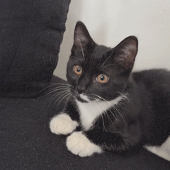 see w/ blackwinterwells (dandere & yandere)