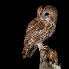 Tawny Owl - MixPre - 1536 01.WAV