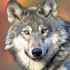 Zomboy - Lone Wolf (PxrplStep Rmx)
