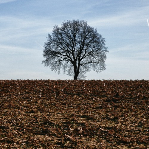 the lonely tree (slowed)