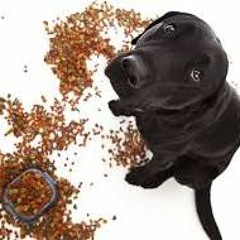 Dogs Multi Genre Breakfast 1 (ruff)