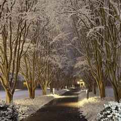 Sled (animawav tgwog)